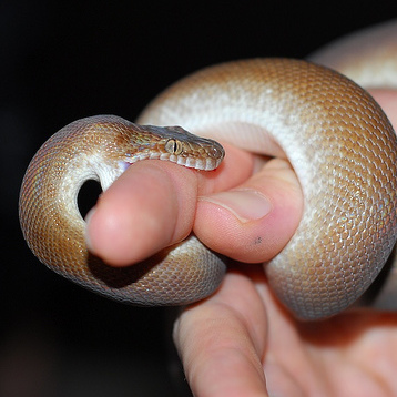 children's python