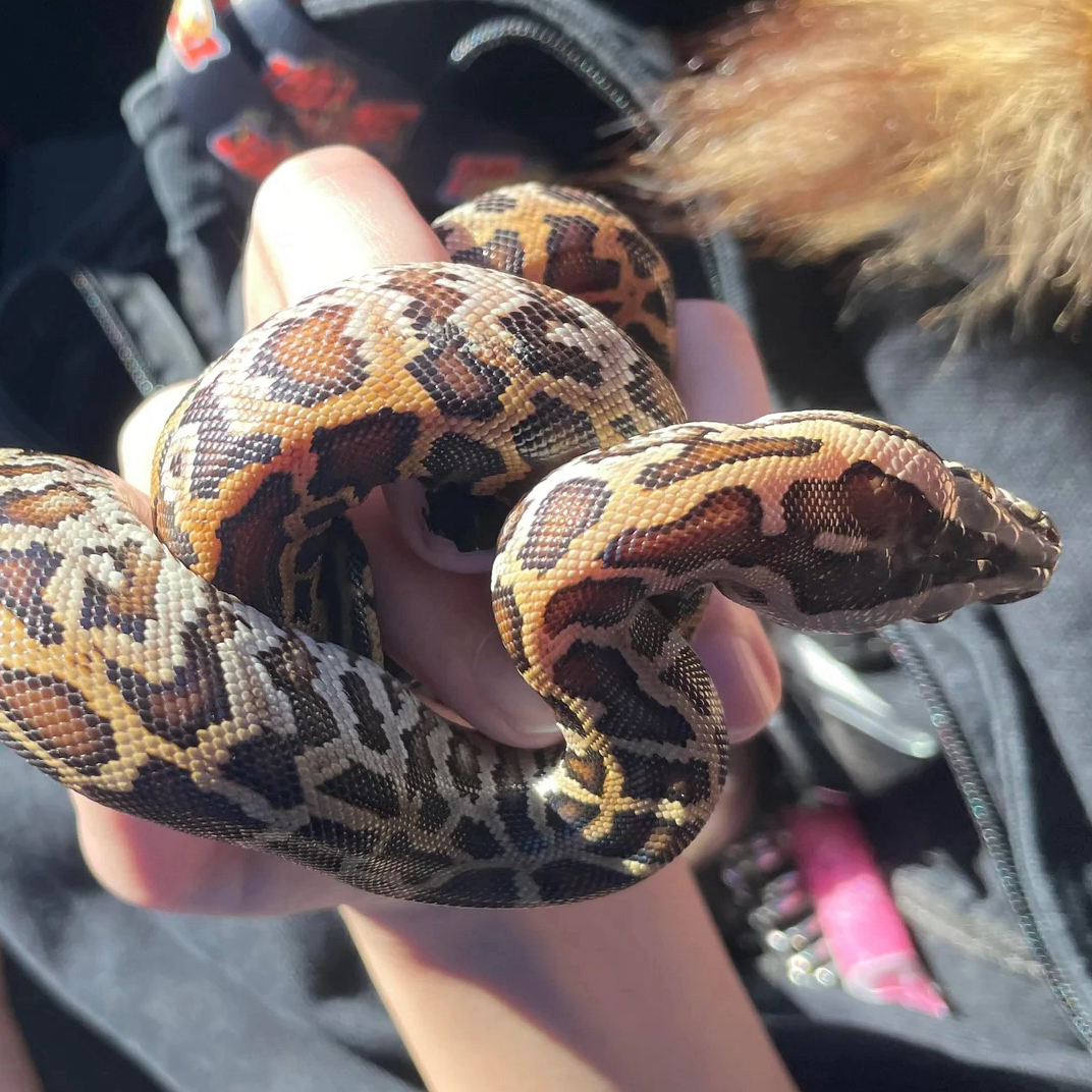 baby-snake