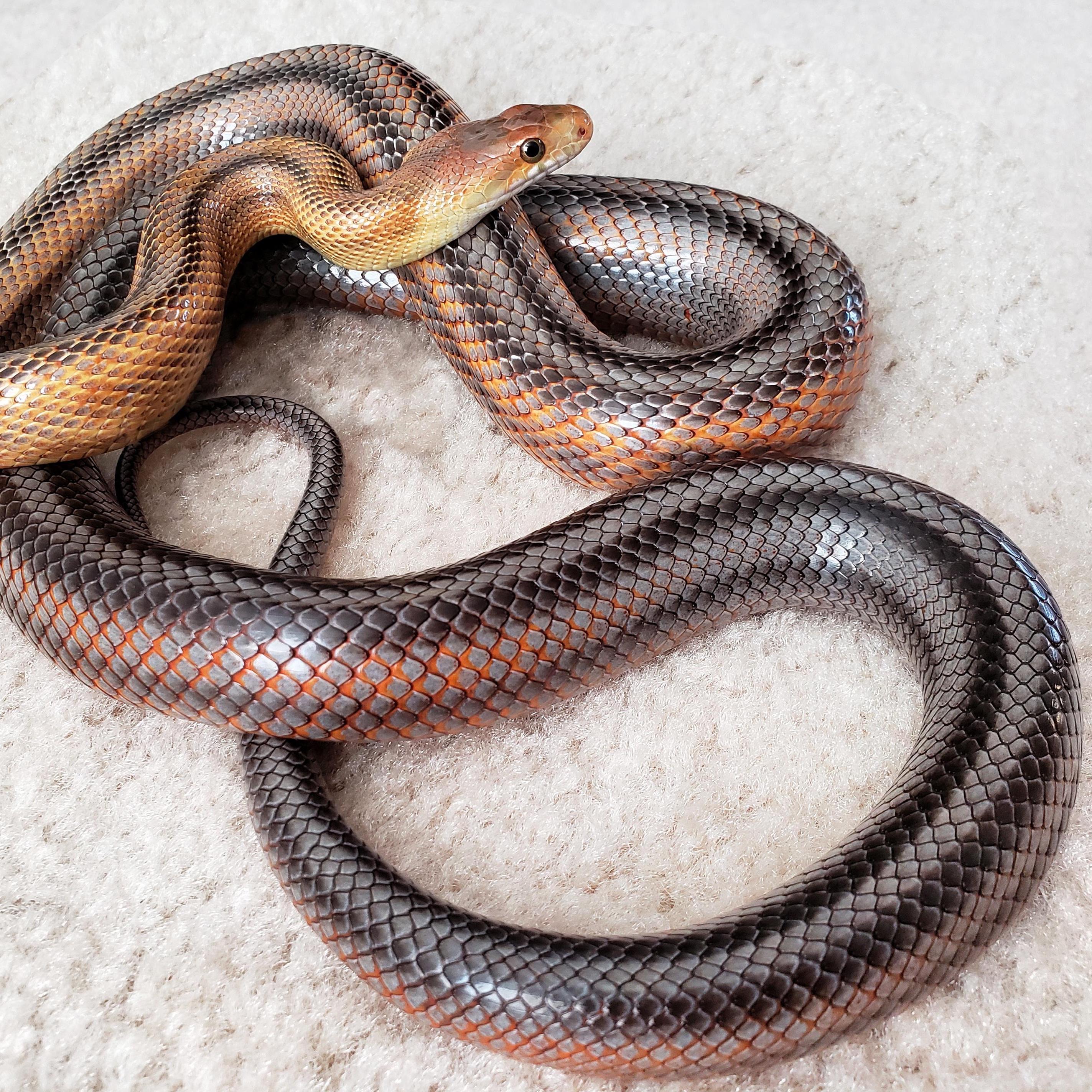 baird's rat snake