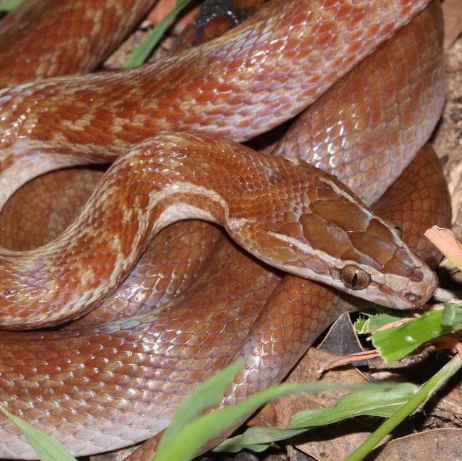 cape house snake