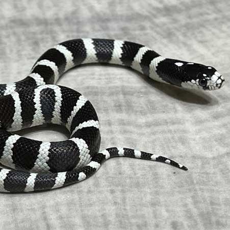 california king snake