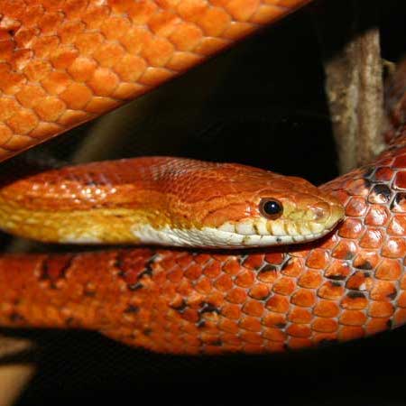 corn snake