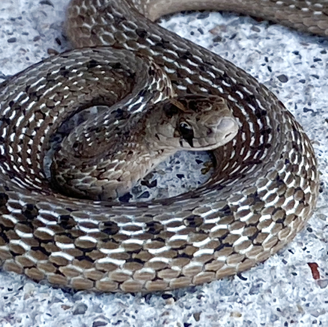 rdekay's brown snake