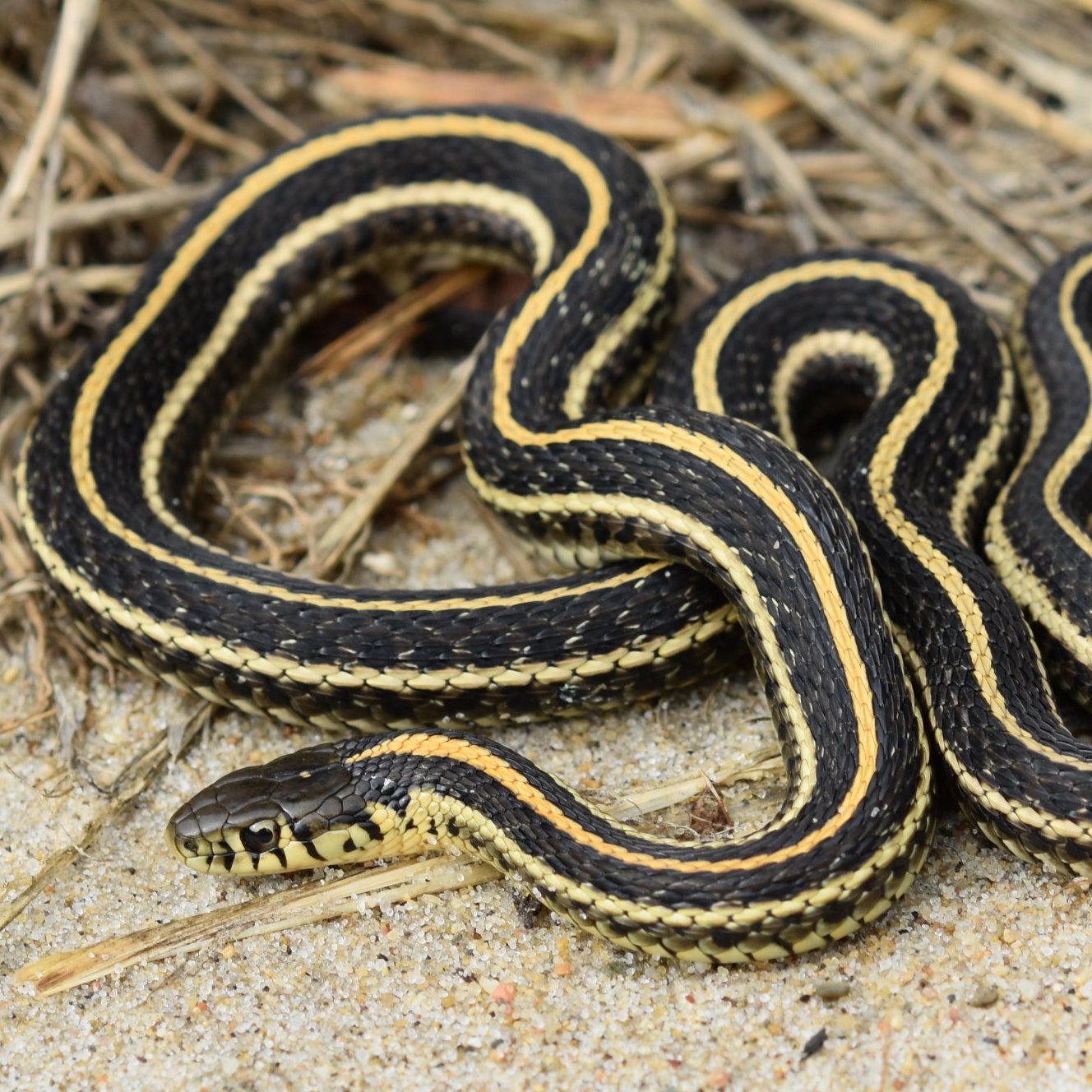 garter snake