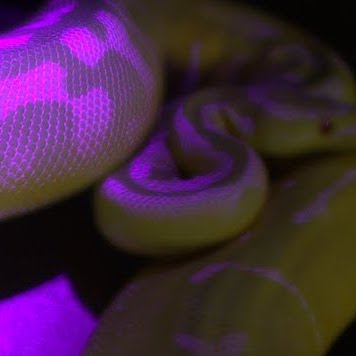 glowing-snake