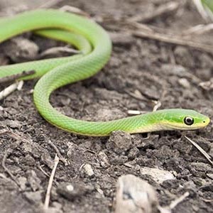 rough green snake