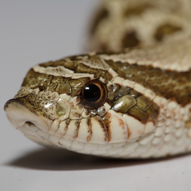 western hognose snake