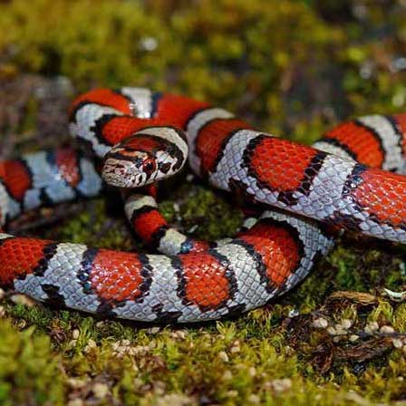 milk snake