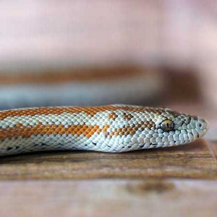 rosy boa