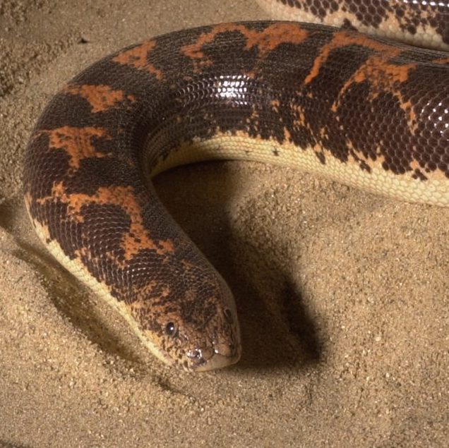 kenyan sand boa