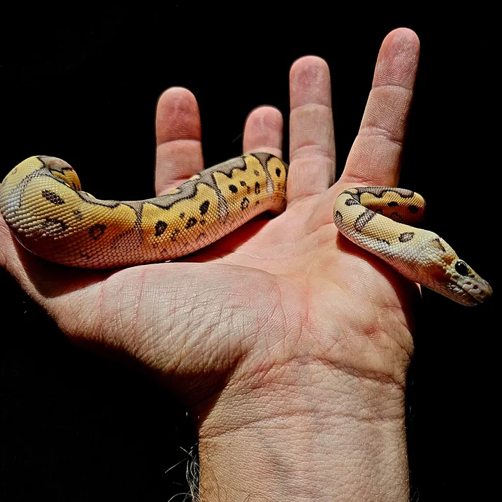 simply-stunning-snake