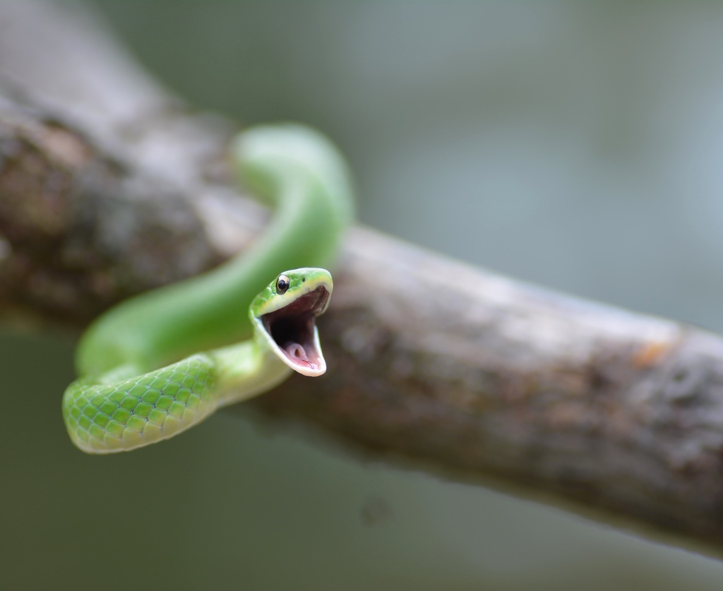 smooth green snake