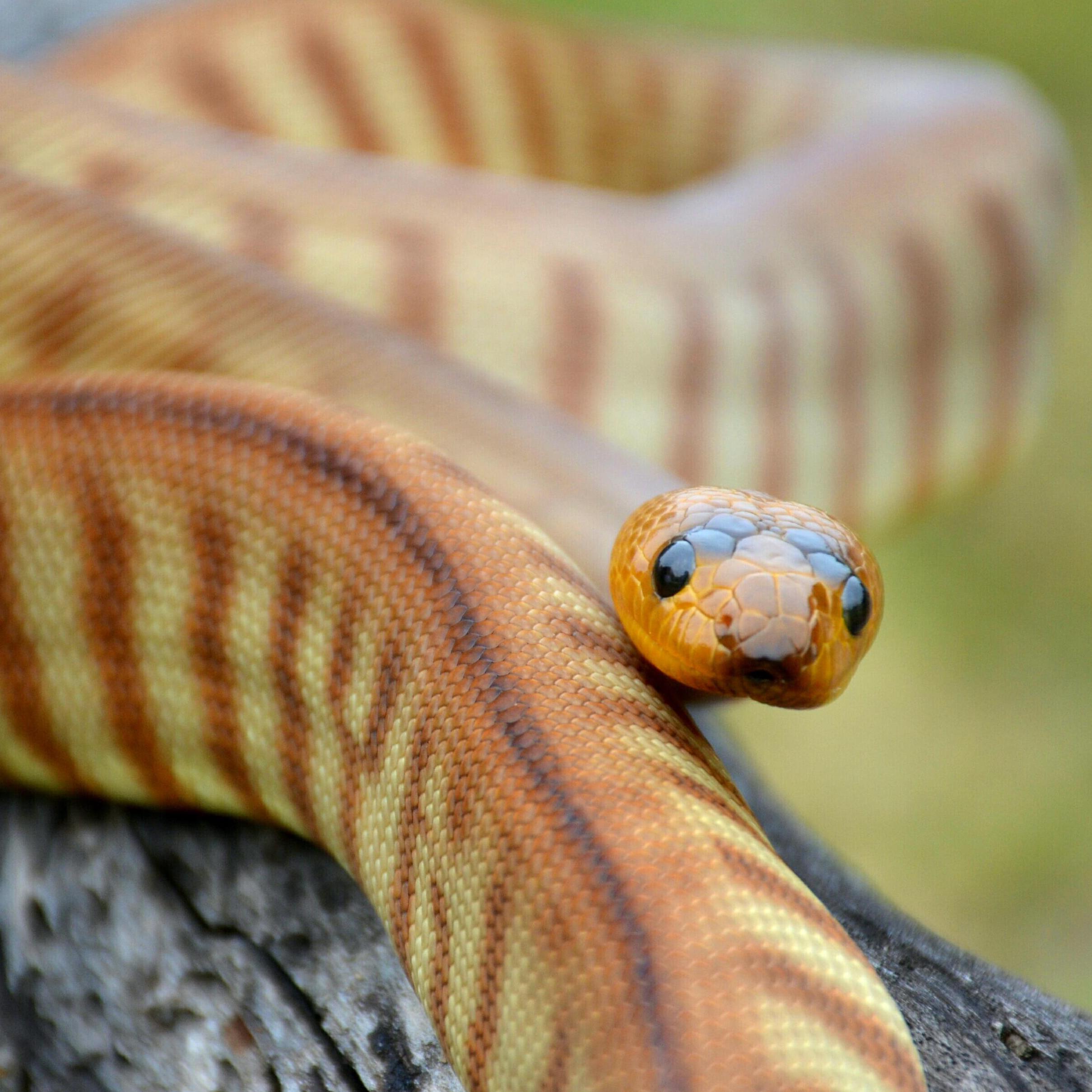 woma python